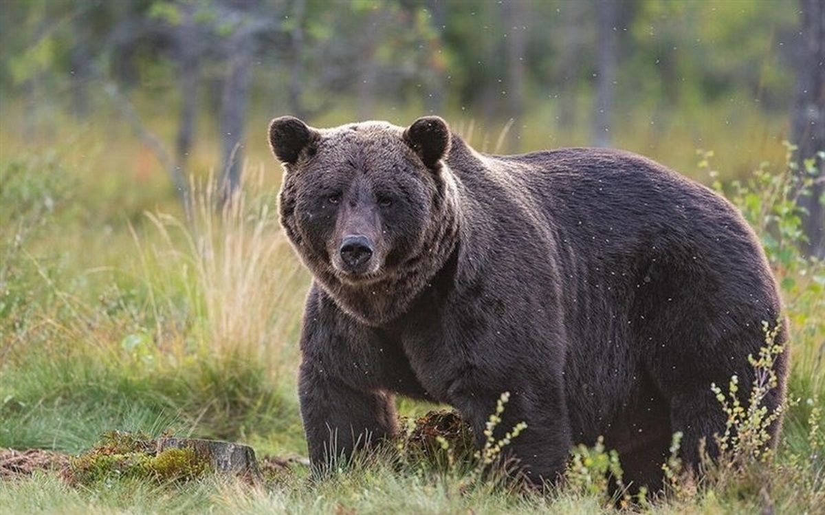 فیلم شکنجه دردناک یک خرس در اردبیل