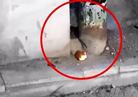 ویدئوی پربازدید از یک موش بانمک در تهران!