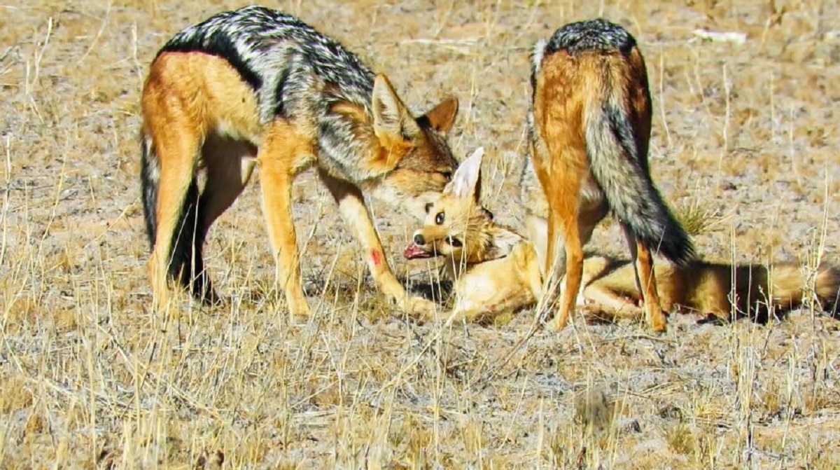 شغالهای بیرحم یک روباه را زنده زنده از هم دریدند! شغالهای بیرحم یک روباه را زنده زنده از هم دریدند!