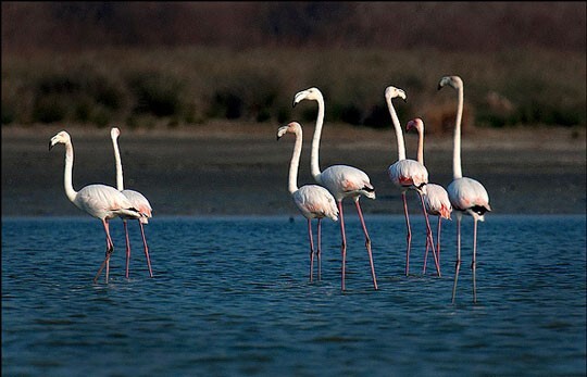 معرفی تالاب های ایران