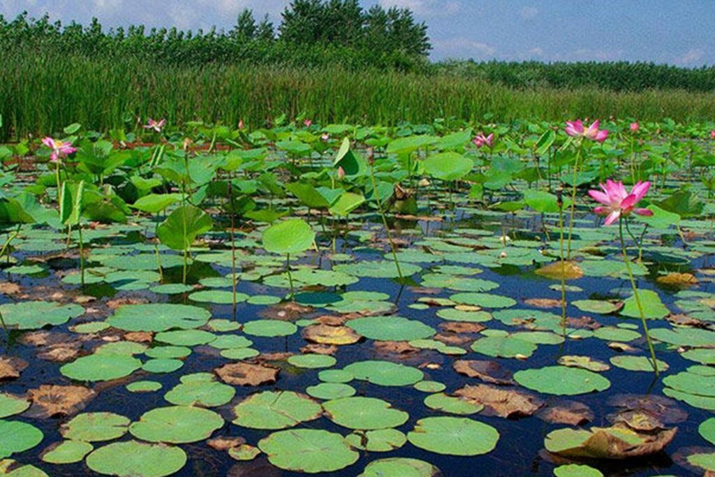 معرفی تالاب های ایران