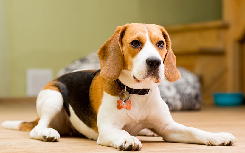 بهترین نژاد سگ