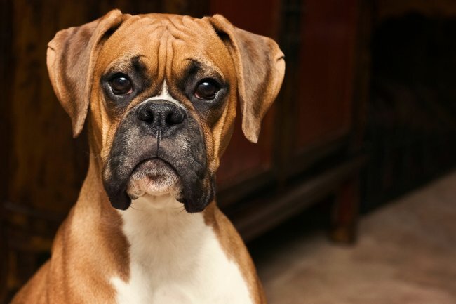 بهترین نژاد سگ