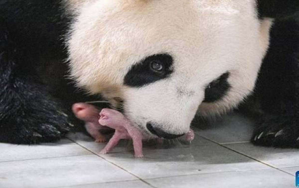 لحظه‌ای زیبا از تولد نخستین نوزادان دوقلوی یک پاندا در کره جنوبی