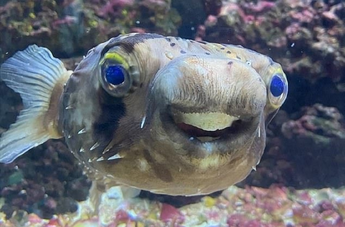 فیلم عجیب از یک ماهی دندانپزشک!