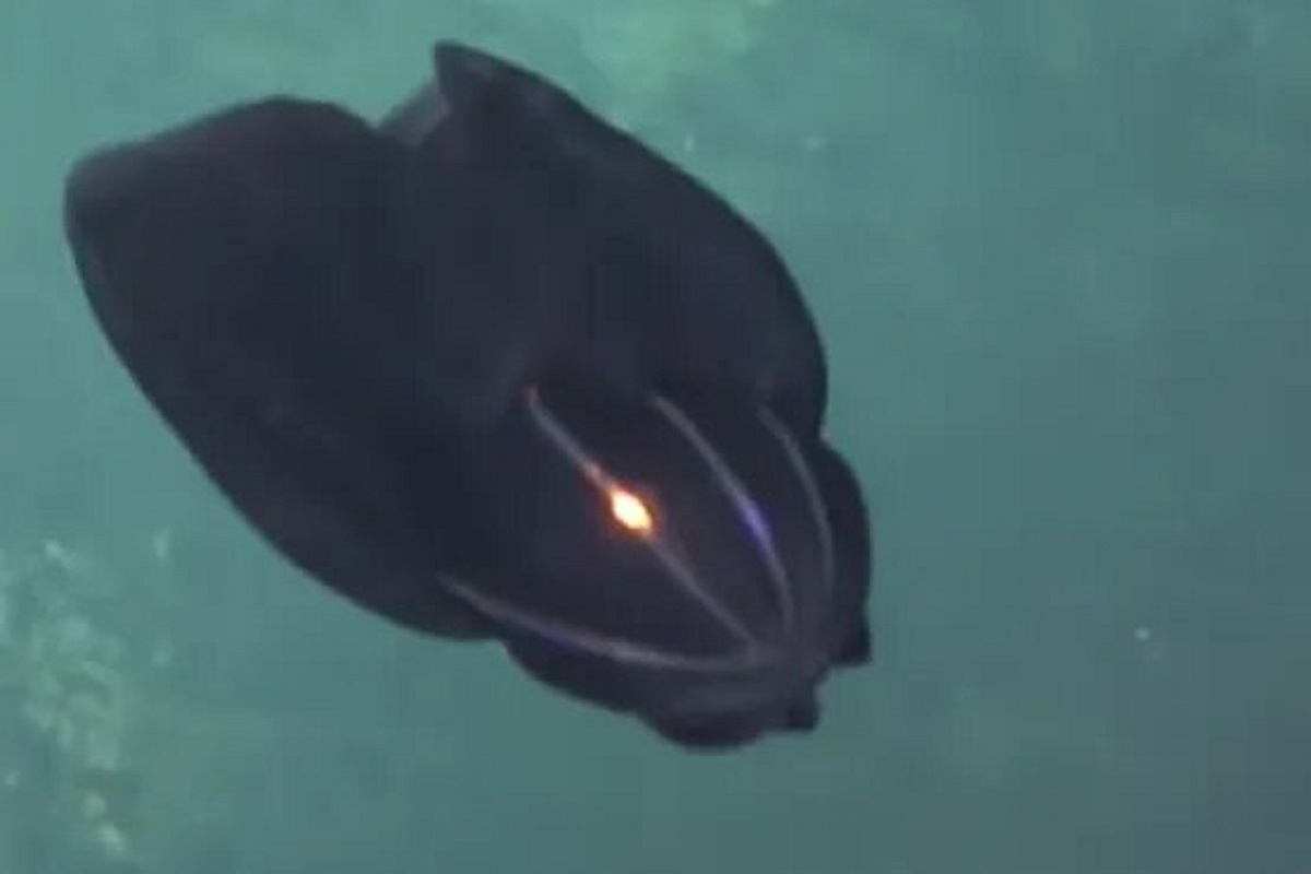 شکار یک موجود عجیب بیگانه در اعماق اقیانوس