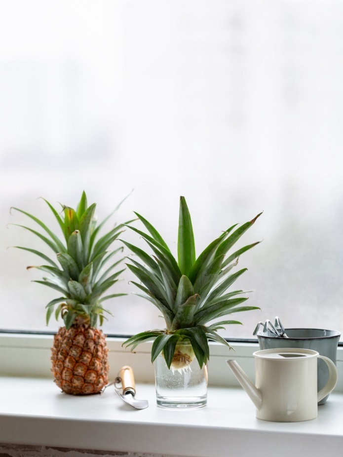 پرورش آناناس در خانه پرورش آناناس در خانه