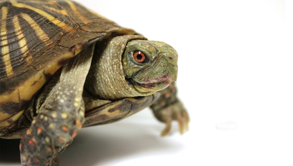 آب بازی یک لاک‌پشت برای خنک شدن از گرمای تابستان!