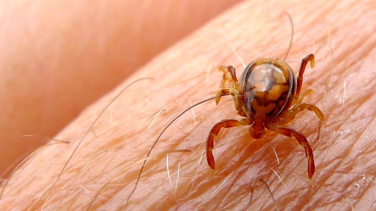 جزئیات جدید از تب کریمه کنگو در کشور/ توصیه‌های جدی سازمان دامپزشکی