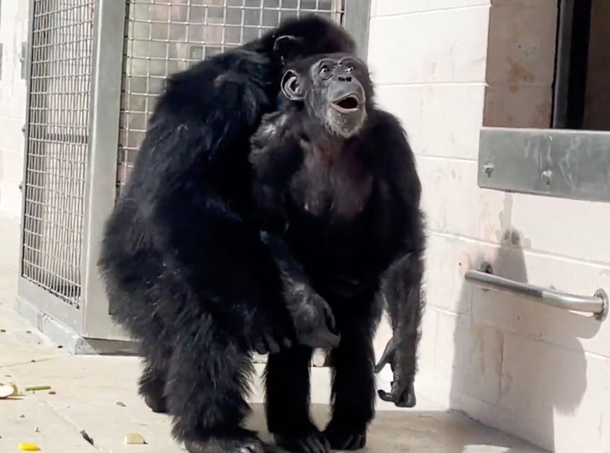 هیجان زدگی شامپانزه رها شده از اسارت با دیدن آسمان هیجان زدگی شامپانزه رها شده از اسارت با دیدن آسمان