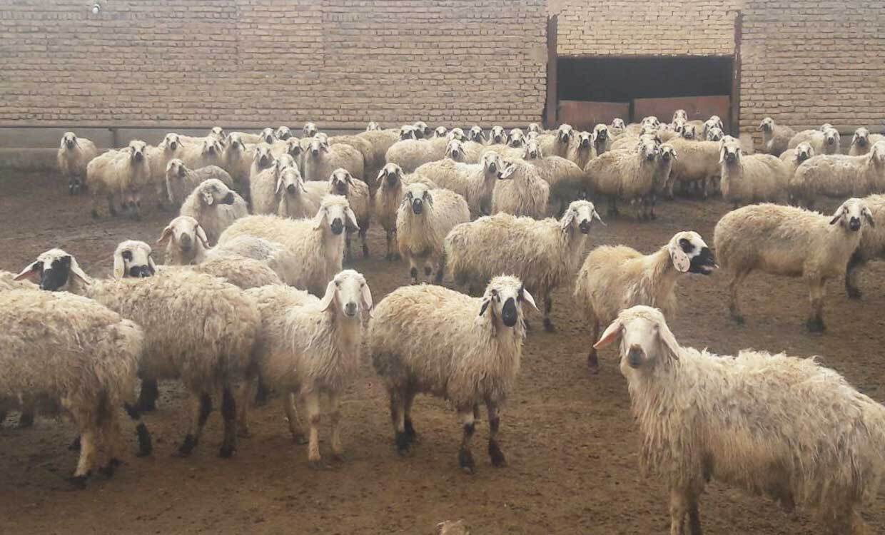 توضیح سازمان میادین درباره افزایش قیمت دام زنده برای عید قربان