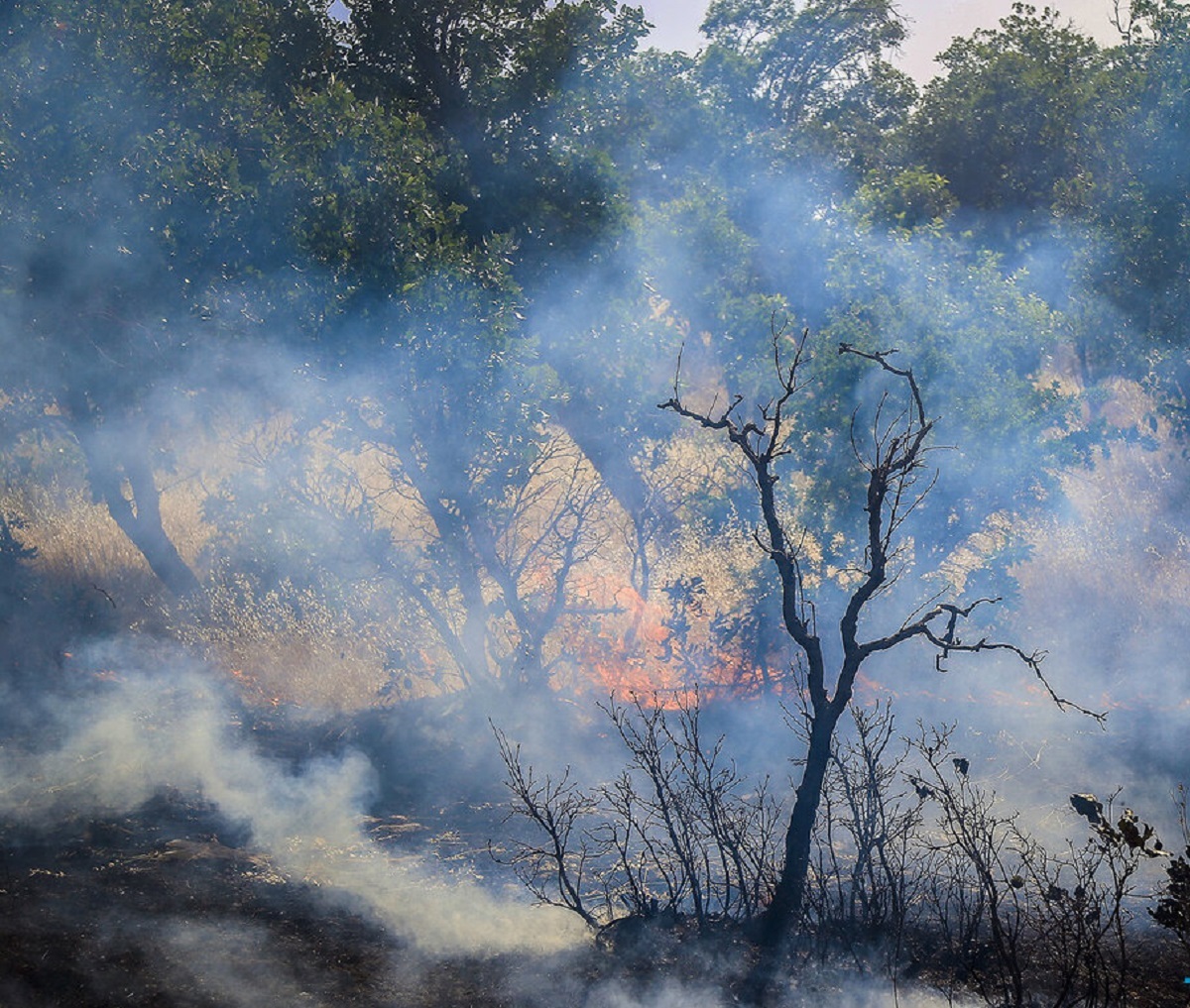 جنگلهای مریوان طعمه حریق شدند + فیلم جنگلهای مریوان طعمه حریق شدند + فیلم