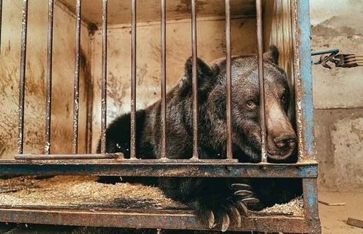 جنجال نوشابه دادن به یک خرس در باغ وحش! جنجال نوشابه دادن به یک خرس در باغ وحش!