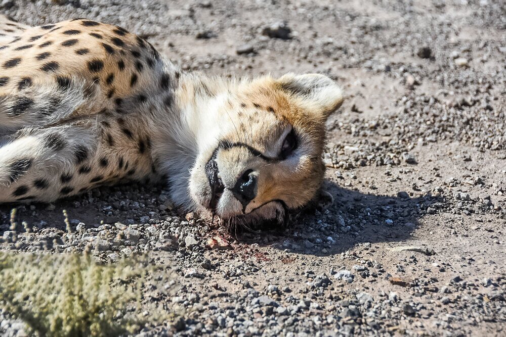 یوزپلنگ ایرانی