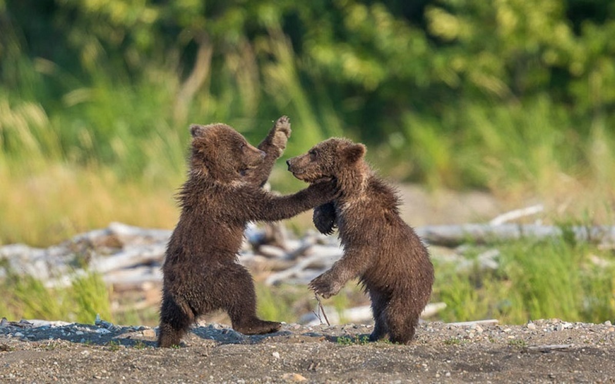 بازی کردن دیدنی دو توله خرس در آب بازی کردن دیدنی دو توله خرس در آب