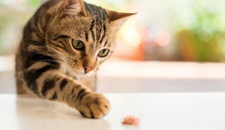 توکسوپلاسموز چیست؟ توکسوپلاسموز چیست؟