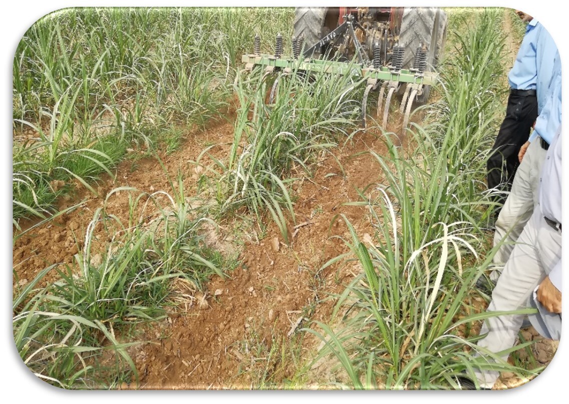 کشت و صنعت کارون چگونه پسماند خود را به صفر رسانده است؟ کشت و صنعت کارون چگونه پسماند خود را به صفر رسانده است؟