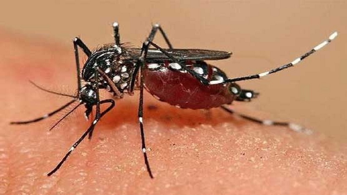 خطر حضور پشه آئدس در شمال کشور/ آئدس در رشت و انزلی شناسایی شد!