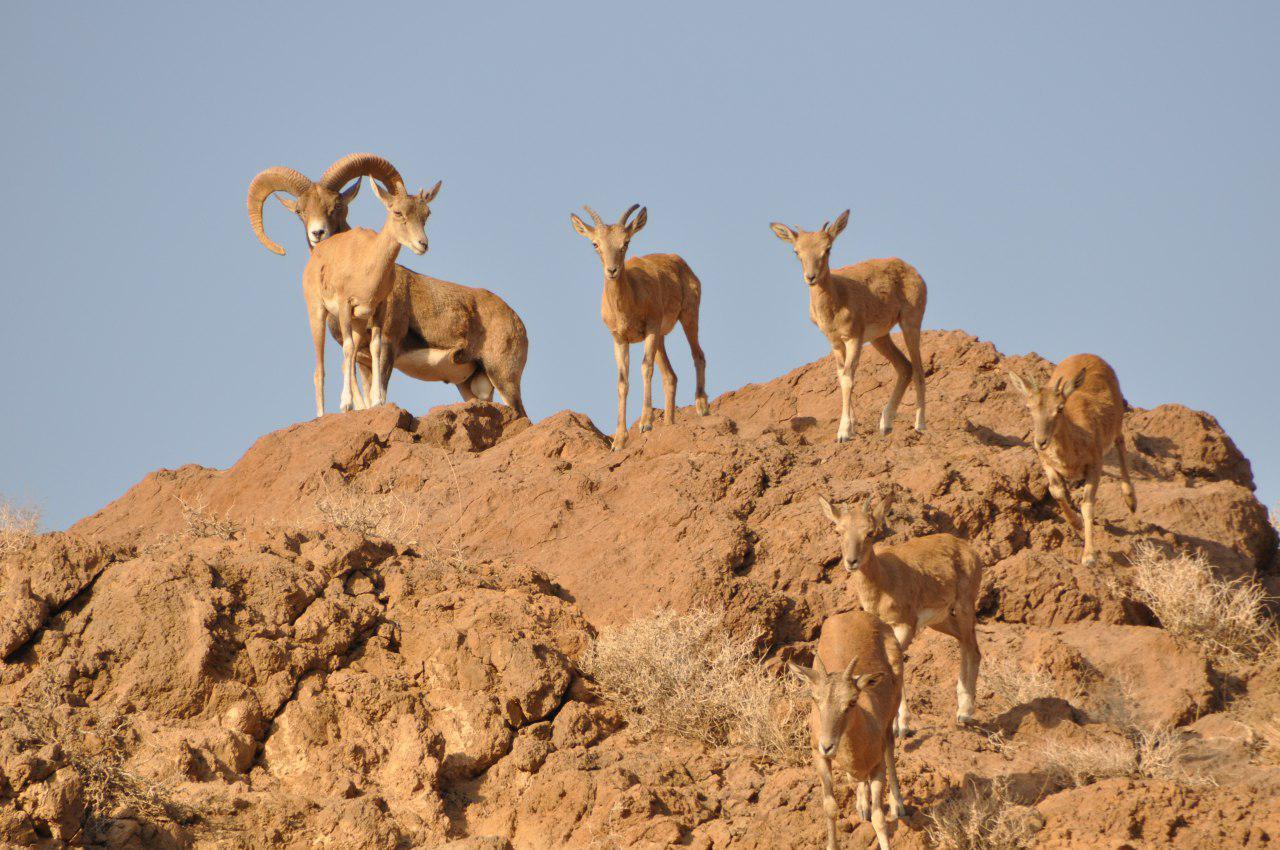تصویری بینظیر از کَل سیاهکوه در پارک ملی کویر تصویری بینظیر از کَل سیاهکوه در پارک ملی کویر