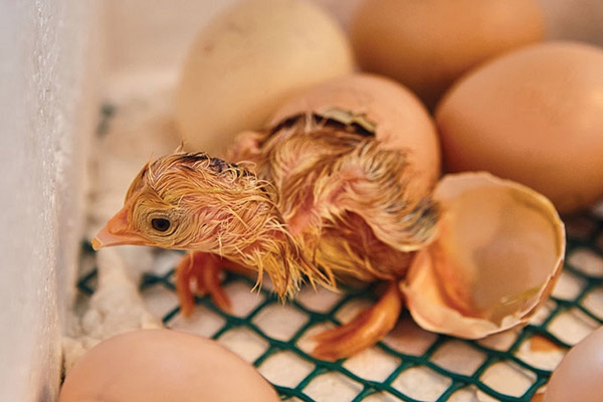 وقتی جوجهها به دلیل گرما از تخم بیرون آمدند! وقتی جوجهها به دلیل گرما از تخم بیرون آمدند!