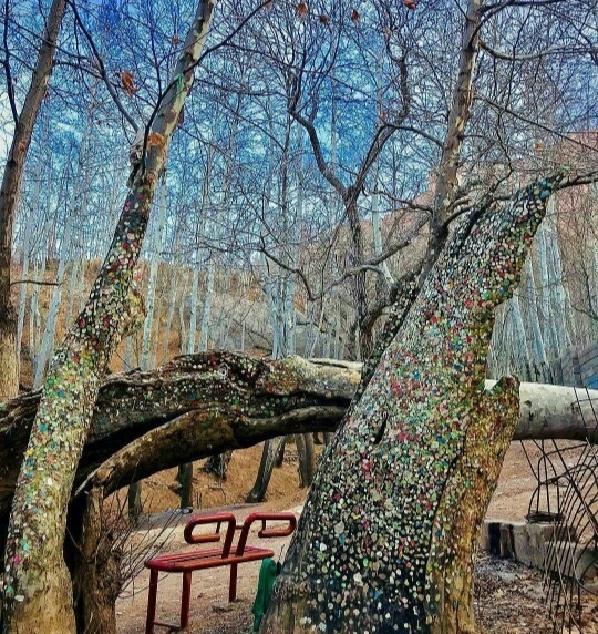 درخت آدامسی تهران کجاست؟ درخت آدامسی تهران کجاست؟