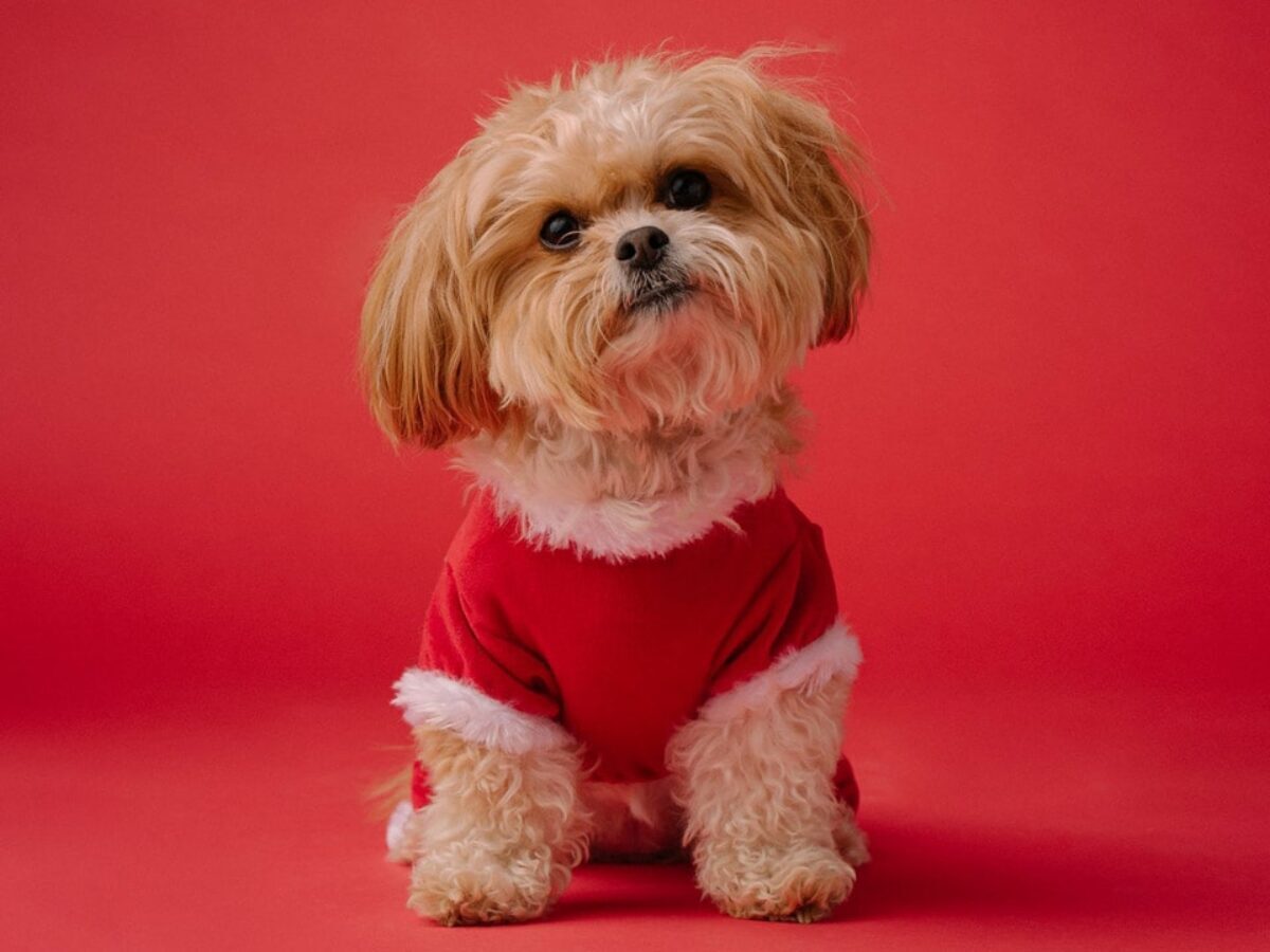 ماجرای فروش آپارتمان به یک سگ؛ حرفهای زن و شوهر کلیپ جنجالی مقابل دوربین! ماجرای فروش آپارتمان به یک سگ؛ حرفهای زن و شوهر کلیپ جنجالی مقابل دوربین!