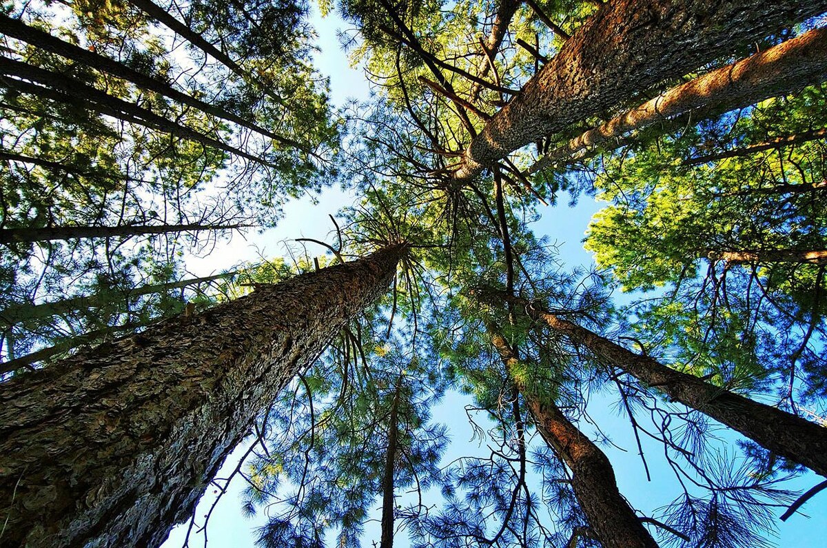 فیلم عجیب از درخت توتی در شیراز که زردآلو می‌دهد!