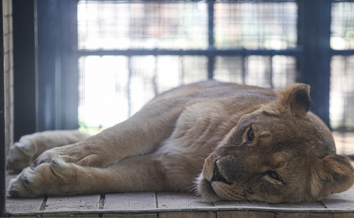 اتفاق عجیب در باغ وحش ساری/ شیر باغ وحش دزدیده شد!