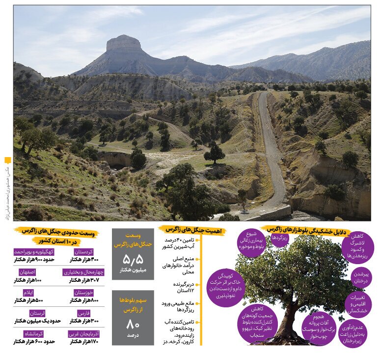 سایه مرگ بر سر ۵.۵ میلیون هکتار جنگل زاگرسی/ معیشت ۱.۵ میلیون ایرانی در معرض تهدید