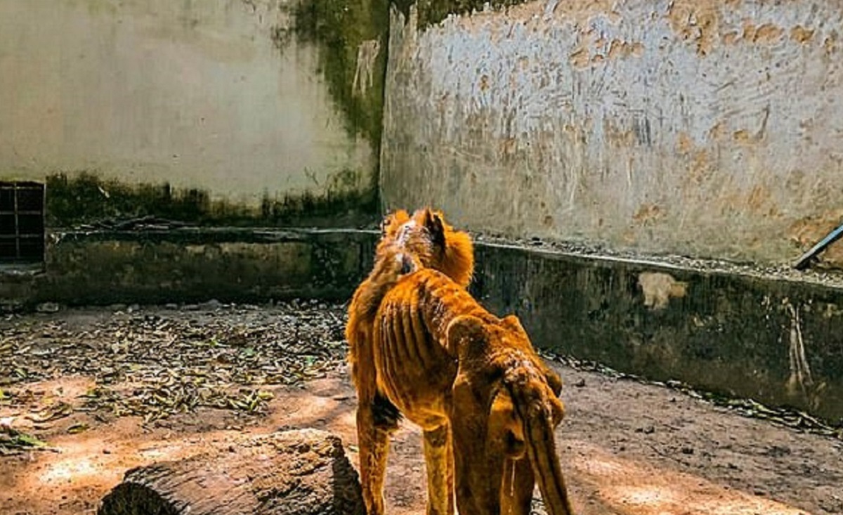 گزارشی تلخ از حوادث وحشتناک برای حیوانات در ایران/ اعتماد: وضعيت خونبار برخورد با حيات وحش! گزارشی تلخ از حوادث وحشتناک برای حیوانات در ایران/ اعتماد: وضعيت خونبار برخورد با حيات وحش!