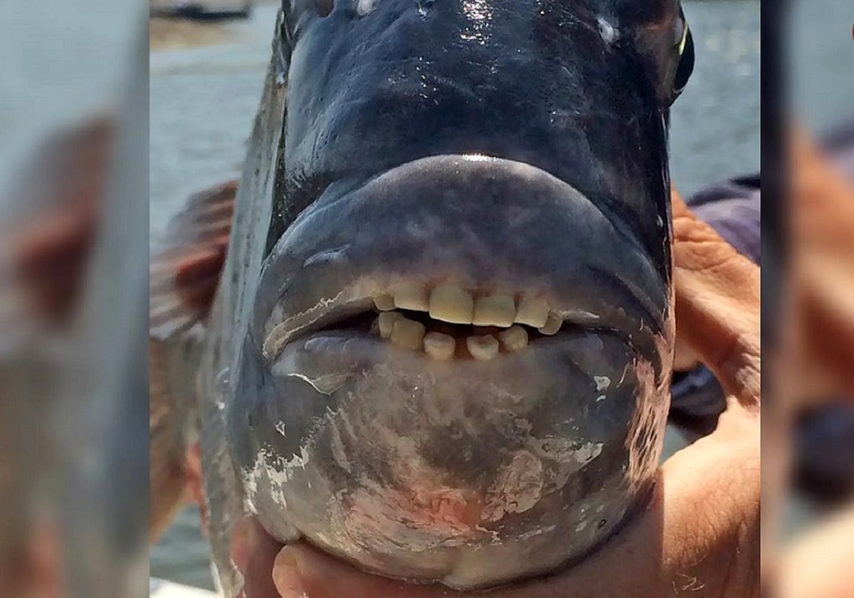 تصویر عجیب از یک ماهی/ دندانهای این ماهی نظر همه را جلب کرد! تصویر عجیب از یک ماهی/ دندانهای این ماهی نظر همه را جلب کرد!
