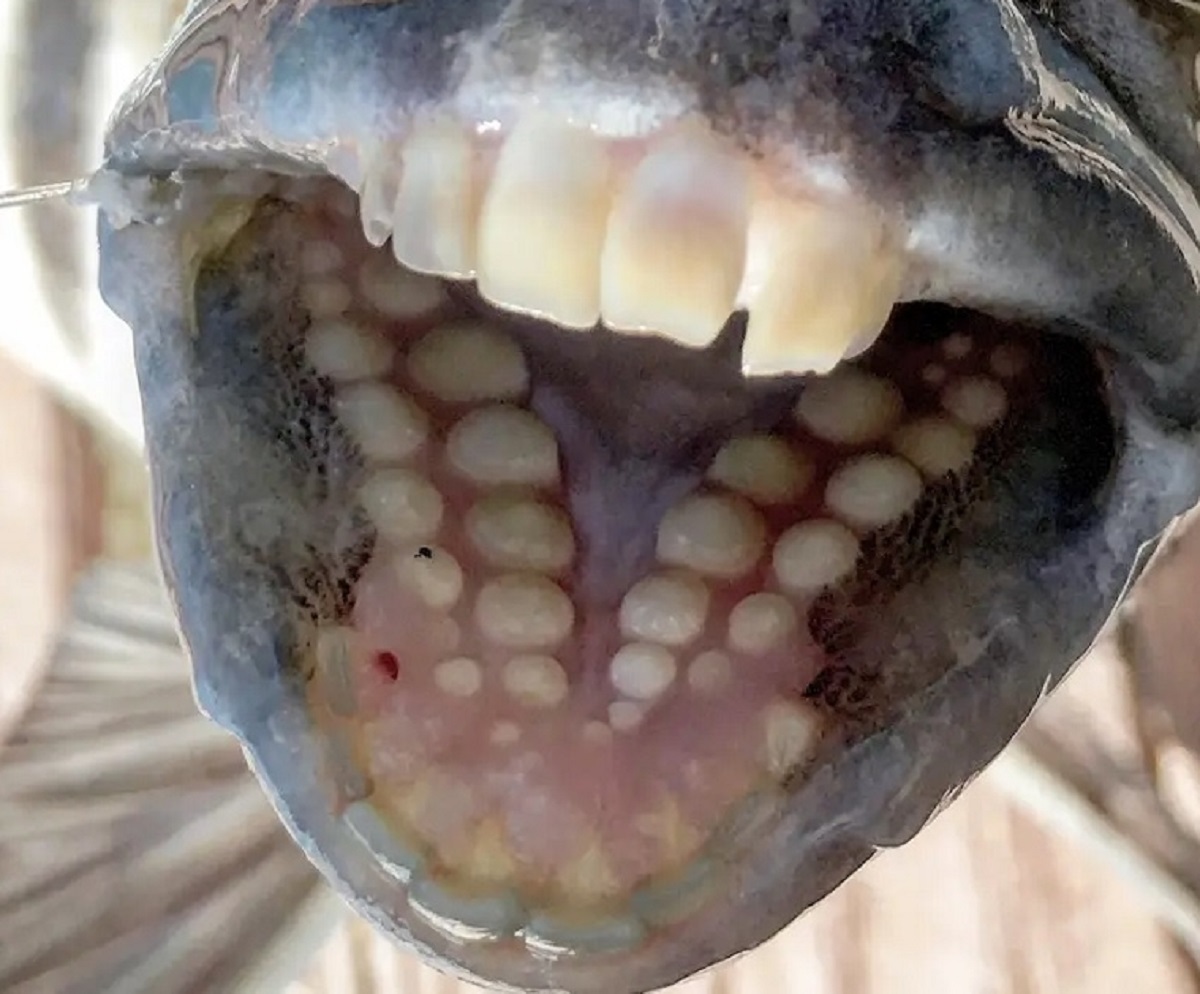 تصویر عجیب از یک ماهی/ دندانهای این ماهی نظر همه را جلب کرد! تصویر عجیب از یک ماهی/ دندانهای این ماهی نظر همه را جلب کرد!