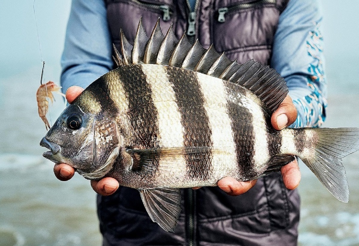 تصویر عجیب از یک ماهی/ دندانهای این ماهی نظر همه را جلب کرد! تصویر عجیب از یک ماهی/ دندانهای این ماهی نظر همه را جلب کرد!
