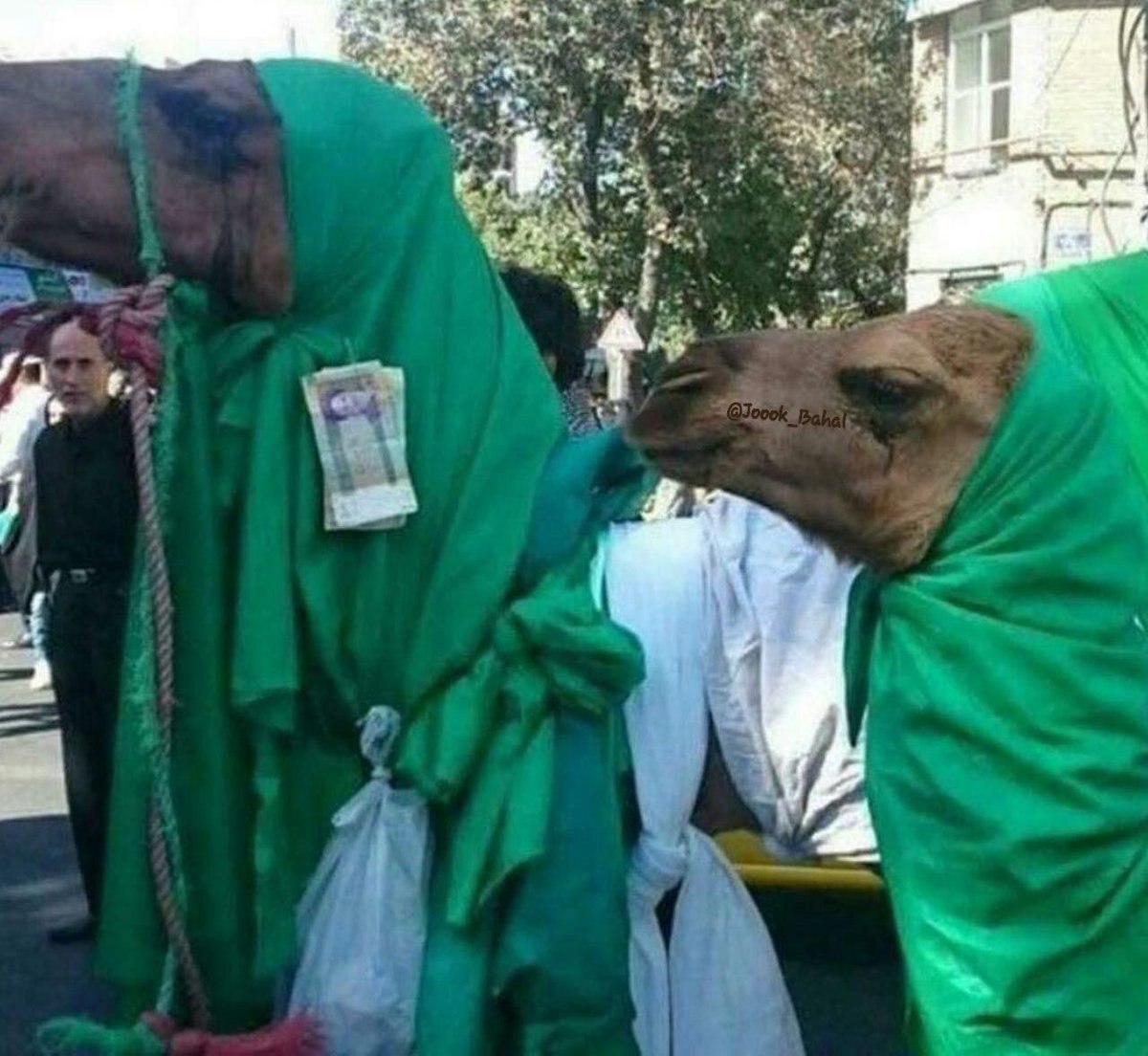 عکس عجیب از شترهای تعزیه عکس عجیب از شترهای تعزیه