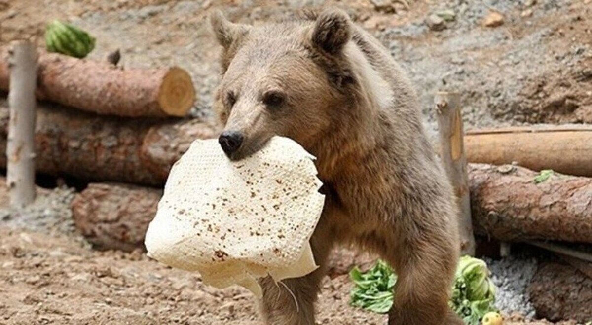 چرا نباید به سگ‌ها و گربه‌ها غذا بدهیم؟/ تغییر خلق و خوی حیوانات وحشی با غذا دادن به آن‌ها