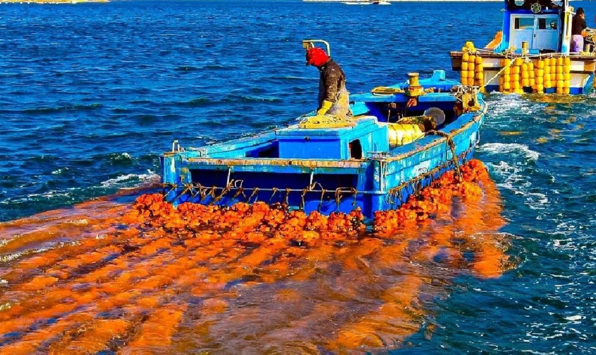 تولید متفاوت آناناس دریایی توسط ژاپنیها تولید متفاوت آناناس دریایی توسط ژاپنیها