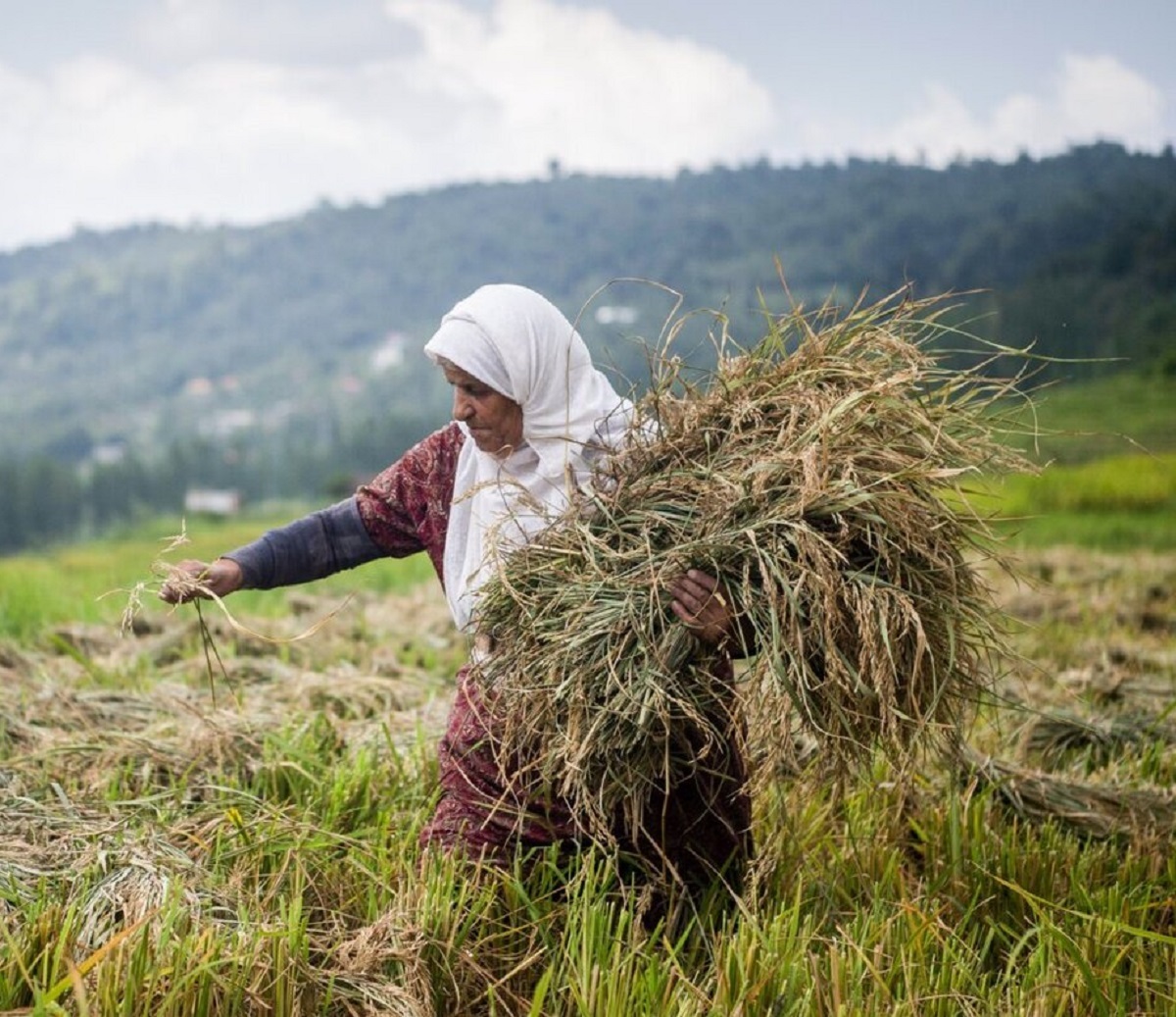تصاویر زیبای برداشت برنج از شالیزار