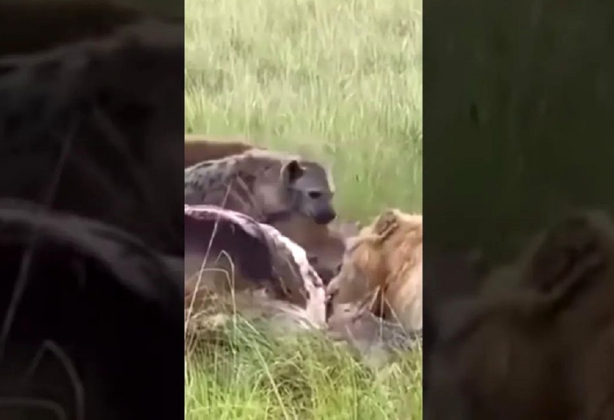 صحنه از کوره در رفتن سلطان جنگل! صحنه از کوره در رفتن سلطان جنگل!