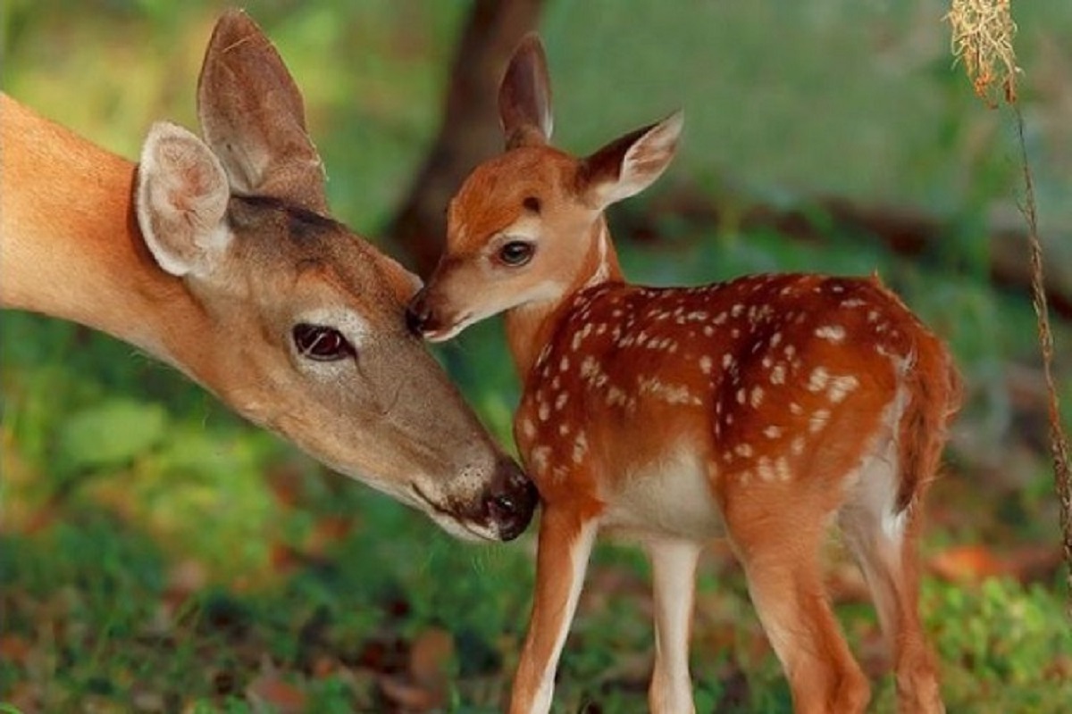 شیرخوردن مرال زیبا در ارتفاعات مازندران
