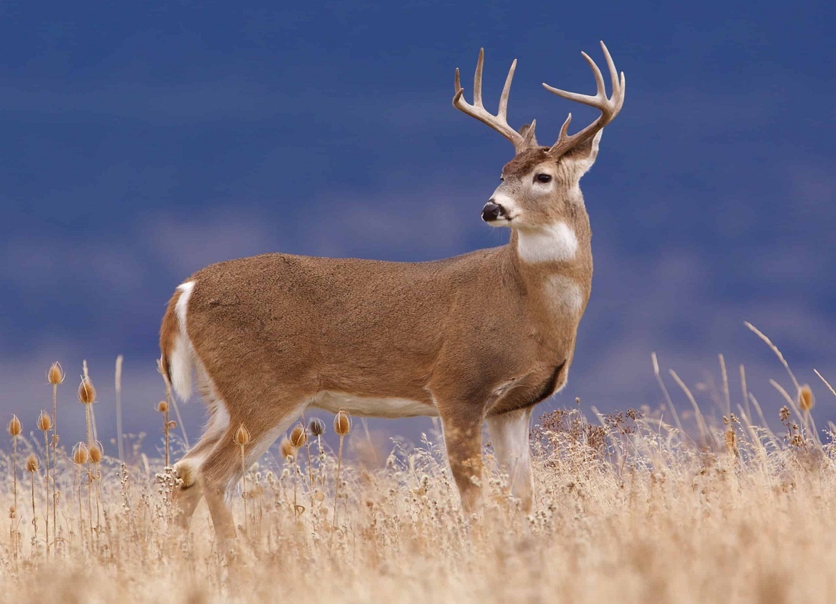 فیلم حیات وحش