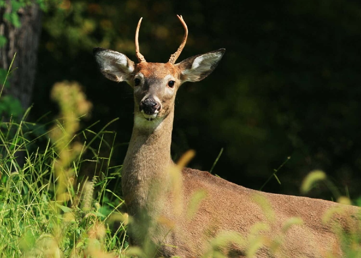 فیلم حیات وحش