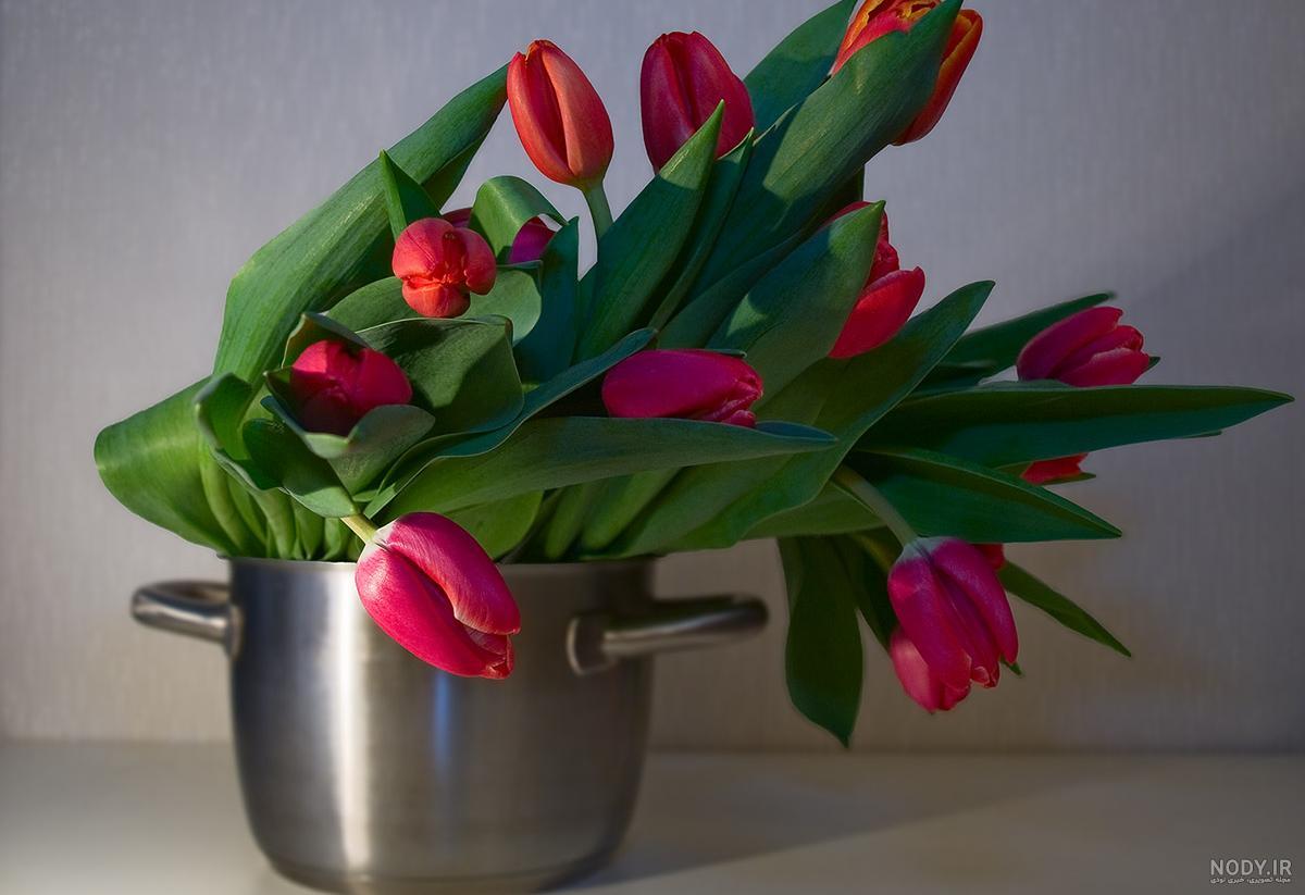 گیاهان سمی برای سگ گیاهان سمی برای سگ