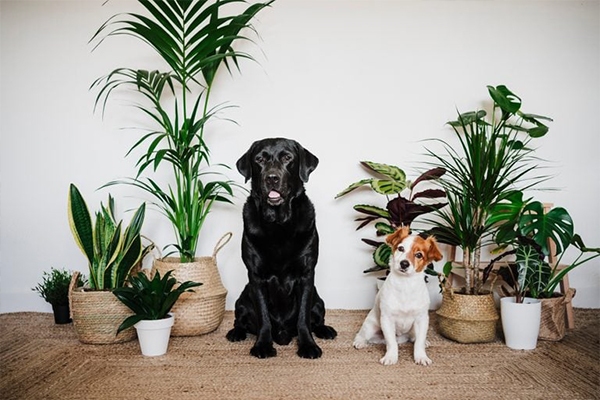 گیاهان سمی برای سگ