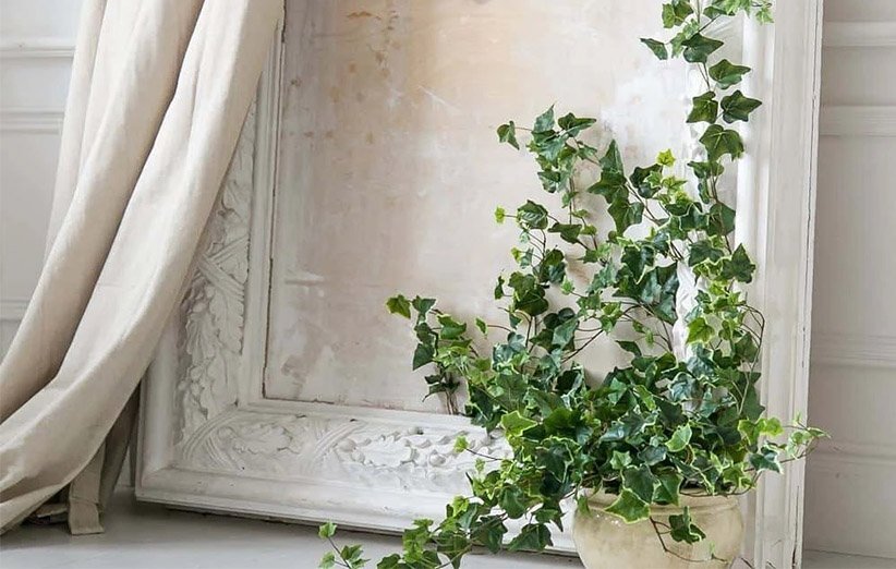 گیاهان سمی برای سگ گیاهان سمی برای سگ