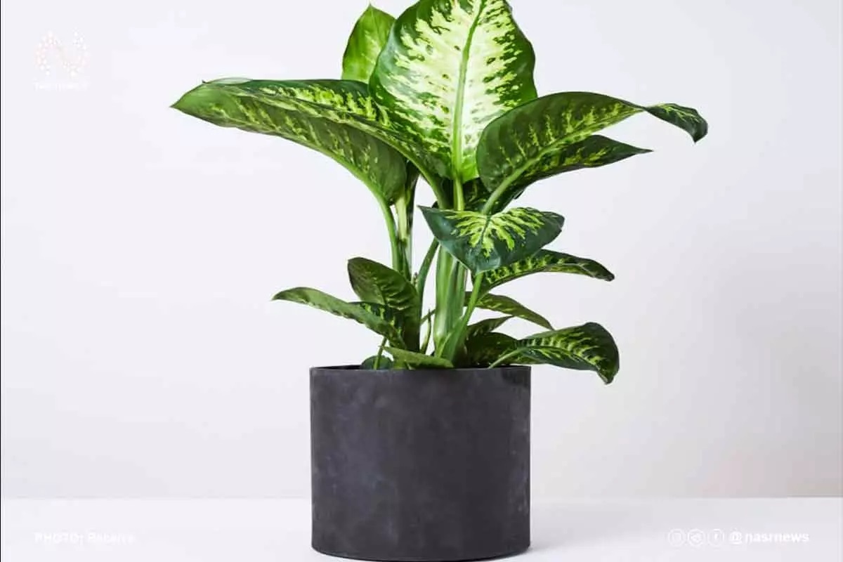 گیاهان سمی برای سگ گیاهان سمی برای سگ