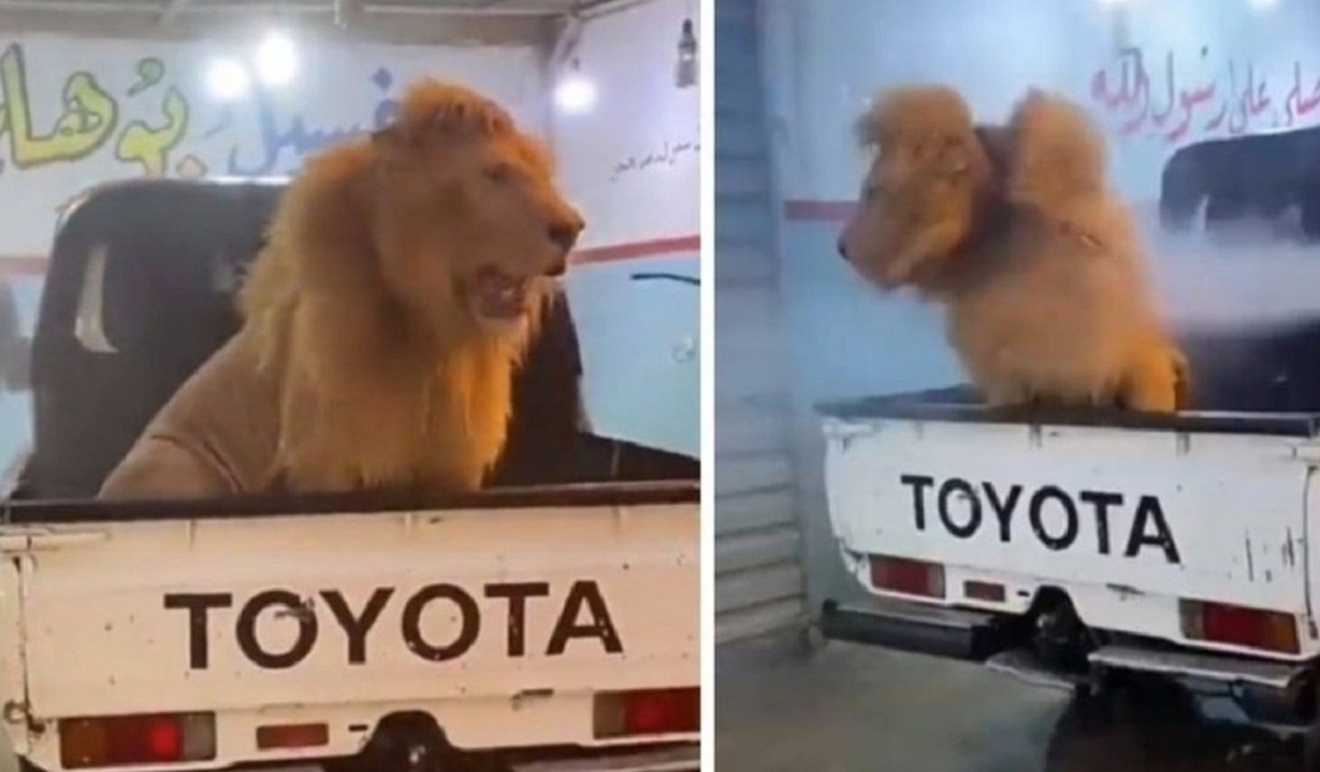 فیلم شستن شیر نر در کارواش فیلم شستن شیر نر در کارواش