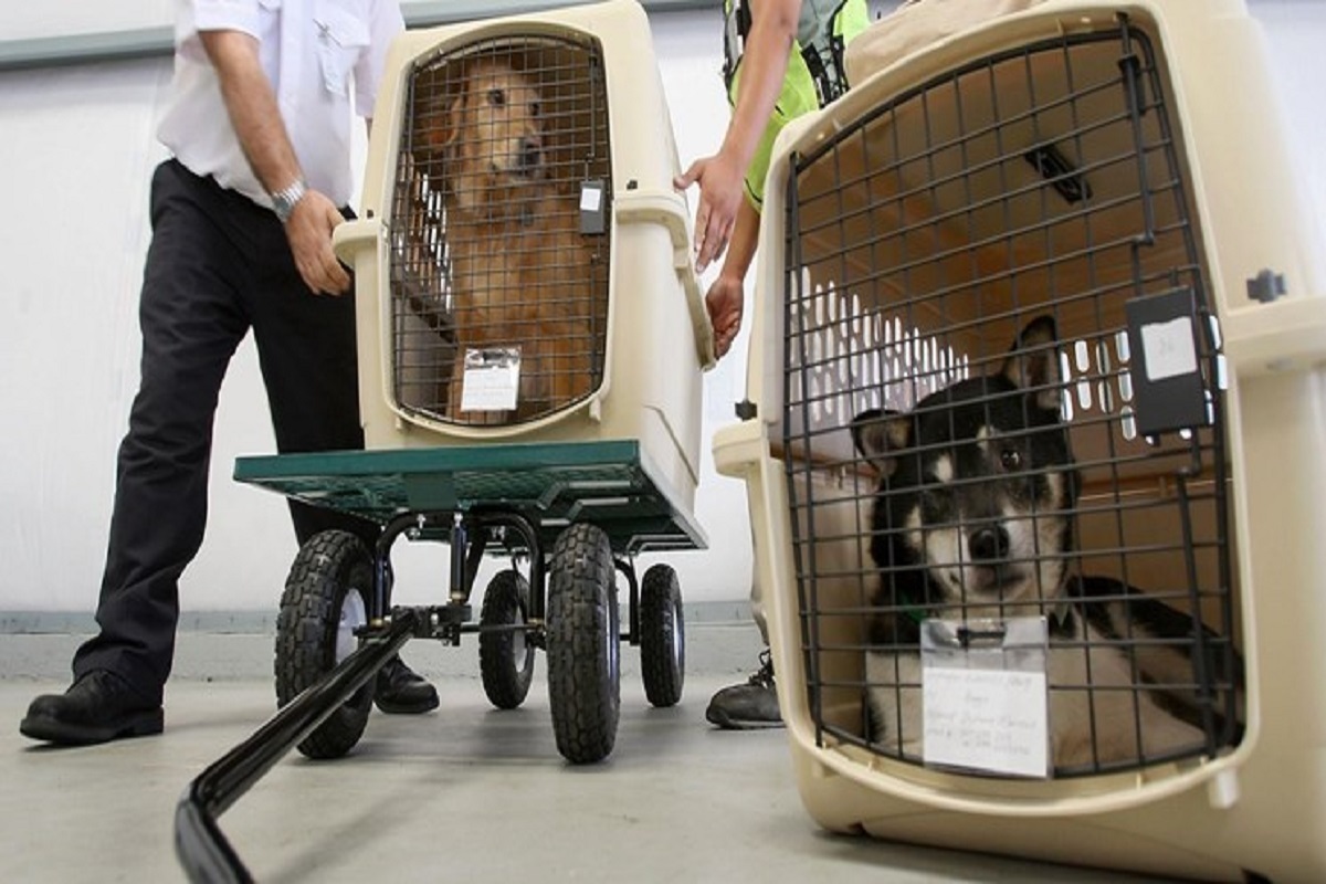 ورود حیوانات زنده به محوطه ترمینال‌های مسافری ممنوع شد