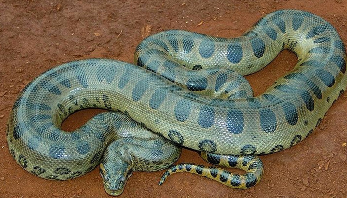 کشته شدن بزرگترین مار جهان/ قاتلی که ۲۵۷ نفر را طعمه کرد! کشته شدن بزرگترین مار جهان/ قاتلی که ۲۵۷ نفر را طعمه کرد!