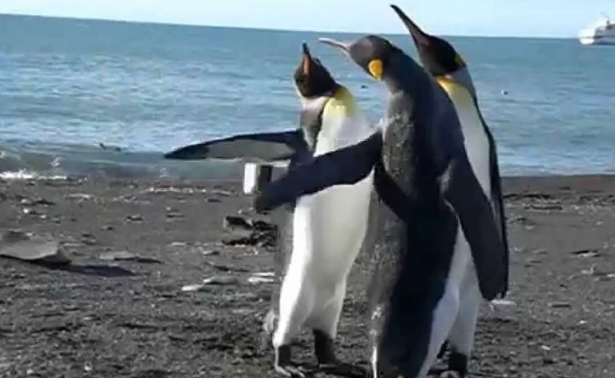 دعوای سه پنگوئن امپراتور در ساحل دعوای سه پنگوئن امپراتور در ساحل