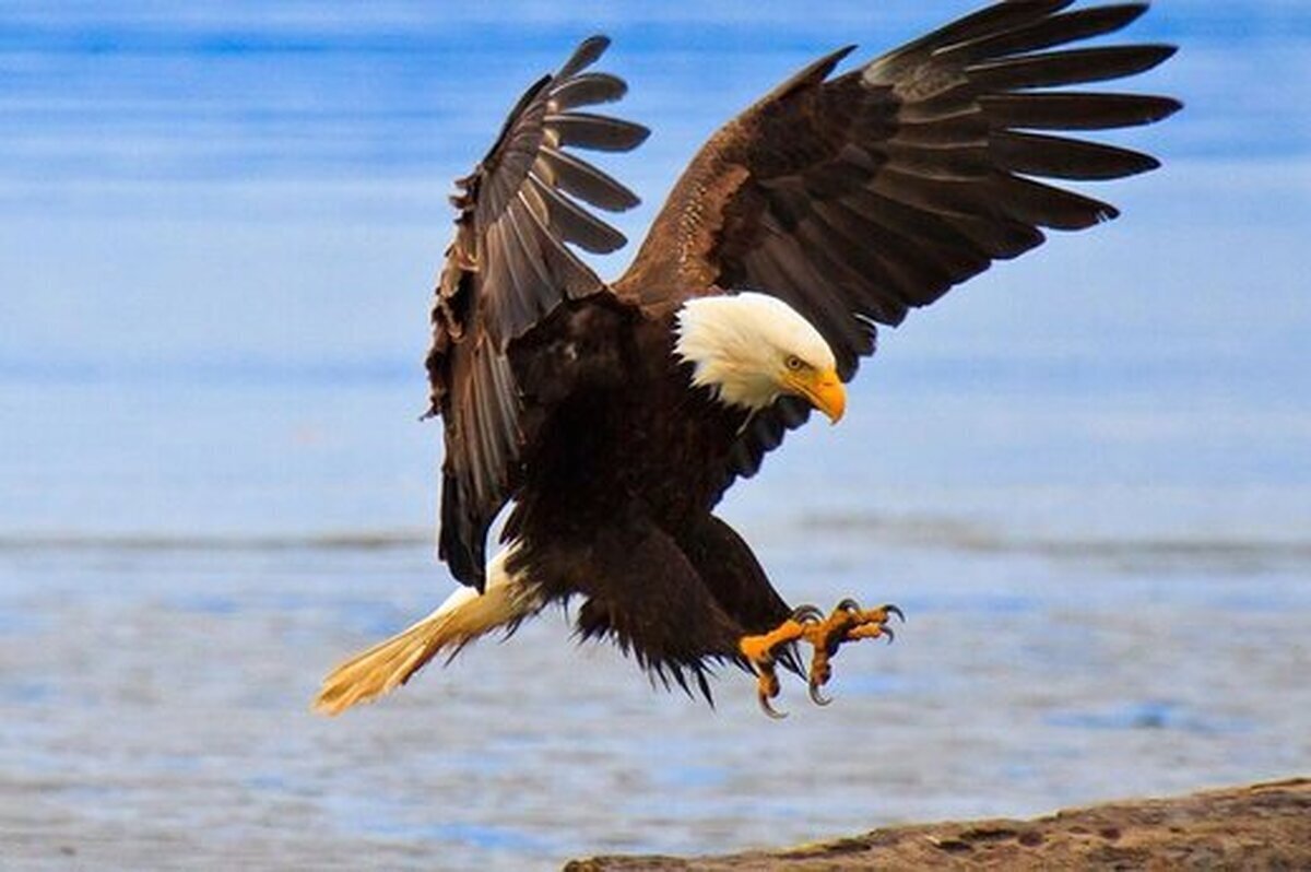 ویدئویی نادر از یک عقاب در حال صید ماهی